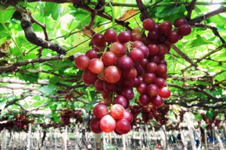 red round fruits on tree during daytime